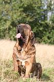 FILA BRASILEIRO 226